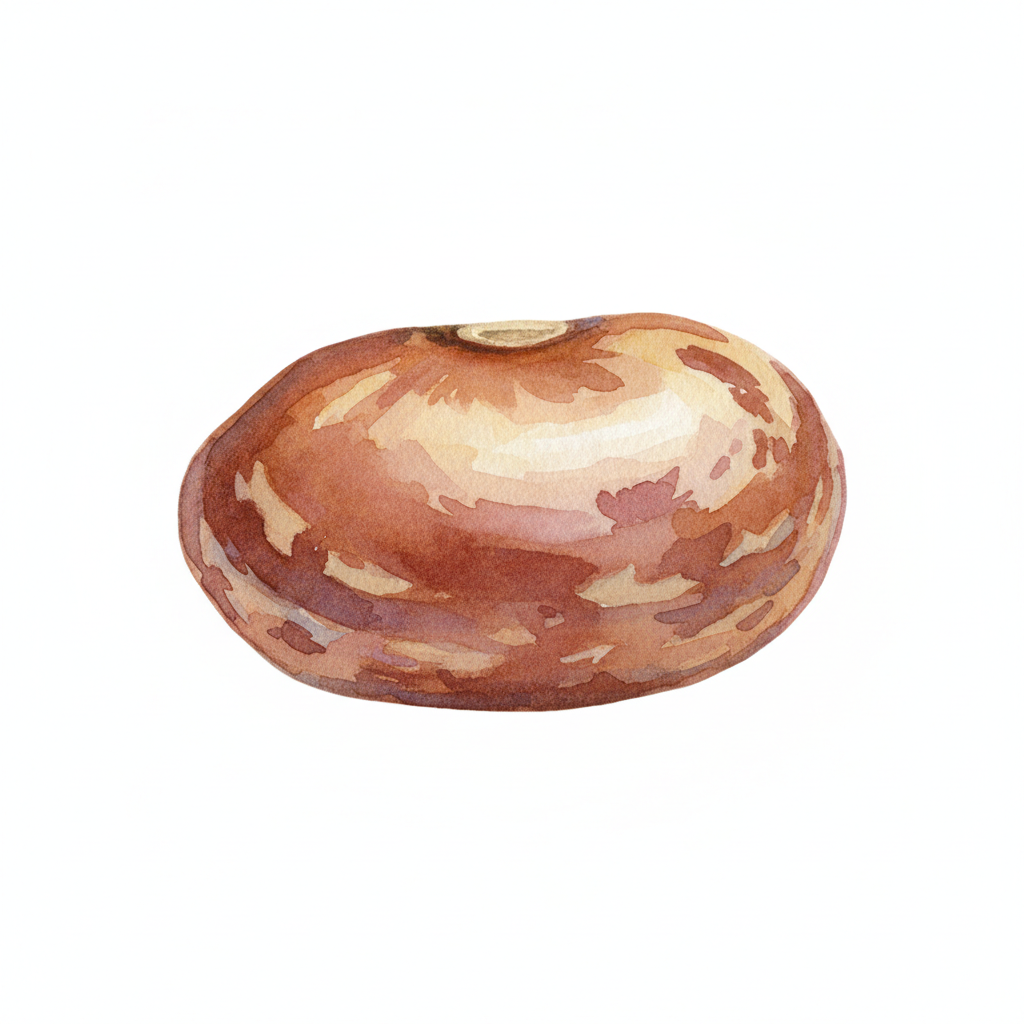 Peruvian Bean